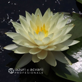 Nufar Nymphaea Joey Tomocik